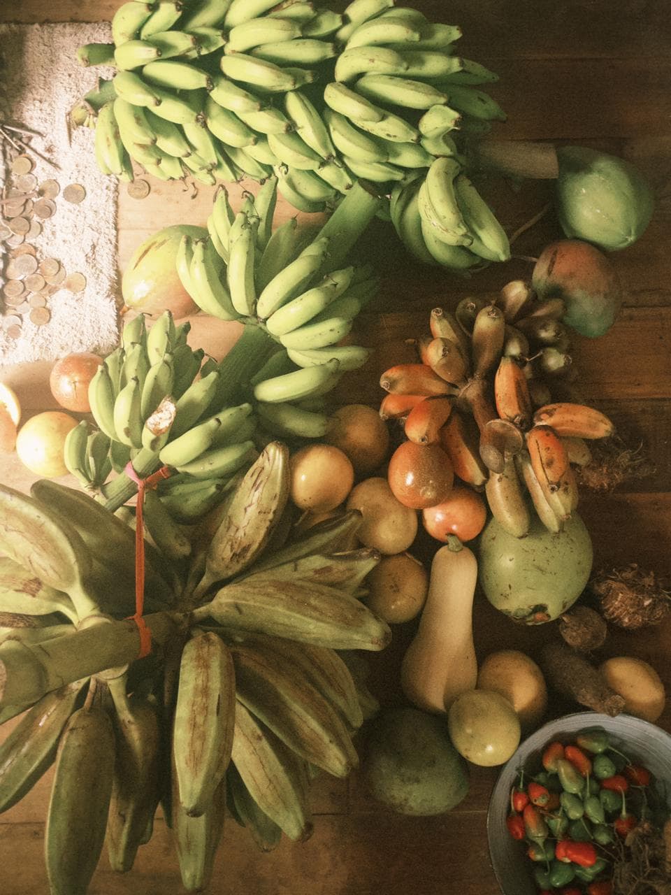 El ecosistema vivo de Jardín Lulú