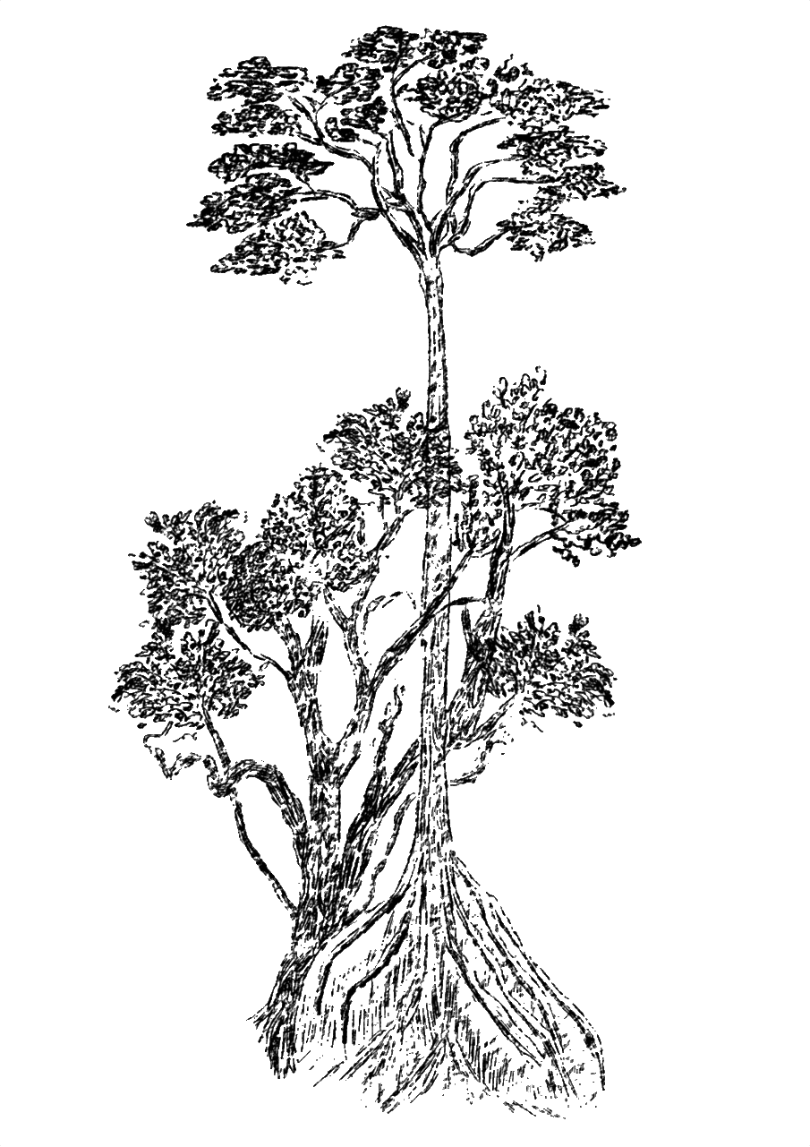 A tree growing at Jardín Lulú